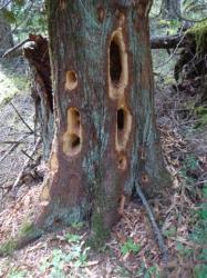 Strange holes in trees near Roche Harbor
